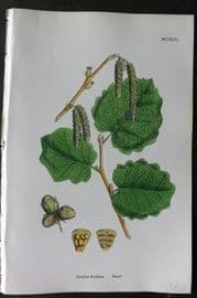 Sowerby 1868 Hand Col Botanical Print. Hazel 1292