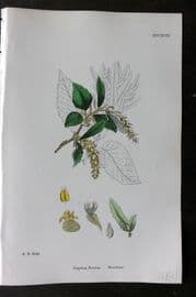 Sowerby 1868 Hand Col Botanical Print. Hornbeam 1293