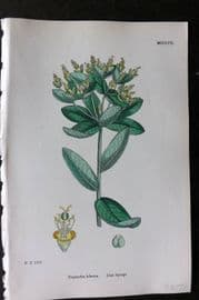 Sowerby 1868 Hand Col Botanical Print. Irish Sourge 1257