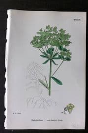 Sowerby 1868 Hand Col Botanical Print. Leafy Branched Spurge 1261