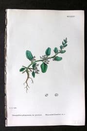 Sowerby 1868 Hand Col Botanical Print. Many Seeded Goosefoot 1185