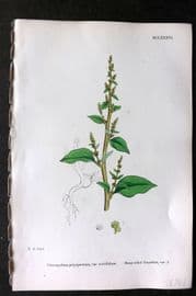 Sowerby 1868 Hand Col Botanical Print. Many Sided Goosefoot 1186