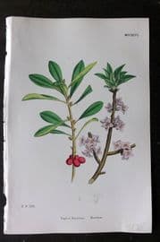 Sowerby 1868 Hand Col Botanical Print. Mexereon 1246
