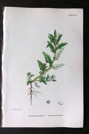 Sowerby 1868 Hand Col Botanical Print. Oak Leaved Goosefoot 1198