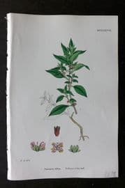 Sowerby 1868 Hand Col Botanical Print. Pellitory-of-the-Wall 1278