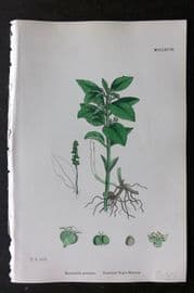 Sowerby 1868 Hand Col Botanical Print. Perennial Dog's Mercury 1268