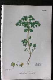 Sowerby 1868 Hand Col Botanical Print. Petty Spurge 1265