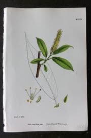 Sowerby 1868 Hand Col Botanical Print. Pointed Leaved Willow 1304