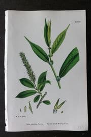 Sowerby 1868 Hand Col Botanical Print. Pointed Leaved Willow 1305