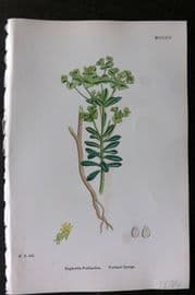 Sowerby 1868 Hand Col Botanical Print. Portland Spurge 1264