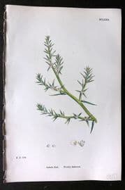 Sowerby 1868 Hand Col Botanical Print. Prickly Saltwort 1180
