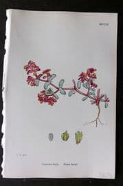Sowerby 1868 Hand Col Botanical Print. Purple Spurge 1253