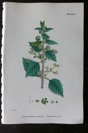 Sowerby 1868 Hand Col Botanical Print. Roman Nettle 1280