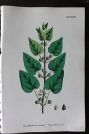 Sowerby 1868 Hand Col Botanical Print. Roman Nettle 1281