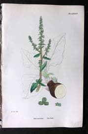 Sowerby 1868 Hand Col Botanical Print. Sea Beet 1184