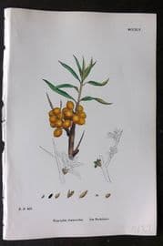 Sowerby 1868 Hand Col Botanical Print. Sea Buckthorn 1245