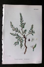 Sowerby 1868 Hand Col Botanical Print. Sea Knot Grass 1233