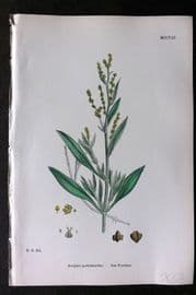 Sowerby 1868 Hand Col Botanical Print. Sea Purslane 1208