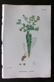 Sowerby 1868 Hand Col Botanical Print. Sea Spurge 1263