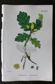 Sowerby 1868 Hand Col Botanical Print. Sessile Fruited Oak 1289