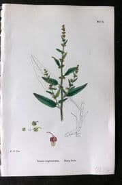Sowerby 1868 Hand Col Botanical Print. Sharp Dock 1210