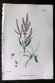Sowerby 1868 Hand Col Botanical Print. Sheep's Sorrel 1224