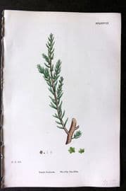 Sowerby 1868 Hand Col Botanical Print. Shrubby Sea-Blite 1178