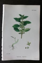 Sowerby 1868 Hand Col Botanical Print. Small Nettle 1282