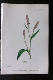 Sowerby 1868 Hand Col Botanical Print. Spotted Persicaria 1238