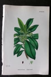 Sowerby 1868 Hand Col Botanical Print. Spurge Laurel 1247