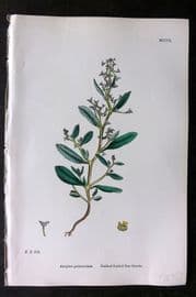 Sowerby 1868 Hand Col Botanical Print. Stalked Fruited Sea Orache 1209