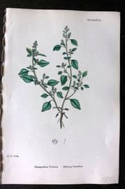 Sowerby 1868 Hand Col Botanical Print. Stinking Goosefoot 1187