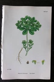 Sowerby 1868 Hand Col Botanical Print. Sun Spurge 1254