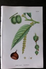 Sowerby 1868 Hand Col Botanical Print. Sweet Chesstnut 1290