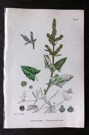 Sowerby 1868 Hand Col Botanical Print. Triangular Leaved Orache 1204