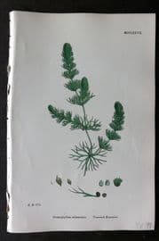 Sowerby 1868 Hand Col Botanical Print. Unarmed Hornwort 1277