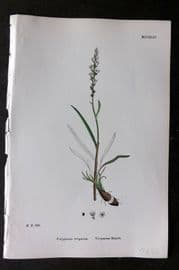 Sowerby 1868 Hand Col Botanical Print. Viviparous Bistort 1244