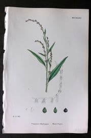 Sowerby 1868 Hand Col Botanical Print. Water Pepper 1234