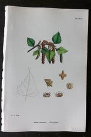 Sowerby 1868 Hand Col Botanical Print. White Birch 1295