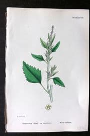 Sowerby 1868 Hand Col Botanical Print. White Goosefoot 1188