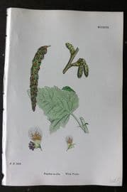 Sowerby 1868 Hand Col Botanical Print. White Poplar 1299