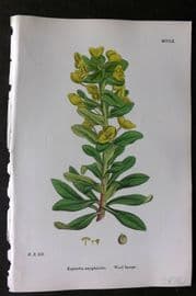 Sowerby 1868 Hand Col Botanical Print. Wood Spurge 1260