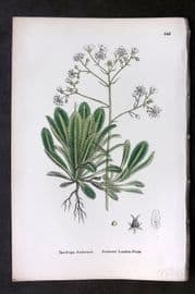 Sowerby 1869 Hand Col Botanical Print. Andrews' London Pride 549