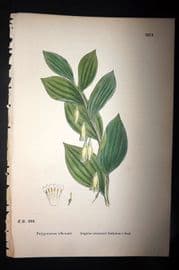 Sowerby 1869 Hand Col Botanical Print. Angular Stemmed Solomon's Seal 1512