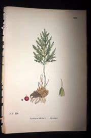 Sowerby 1869 Hand Col Botanical Print. Asparagus 1515
