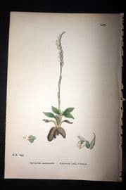 Sowerby 1869 Hand Col Botanical Print. Autumnal Lady's Tresses 1472