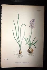 Sowerby 1869 Hand Col Botanical Print. Autumnal Squill 1526