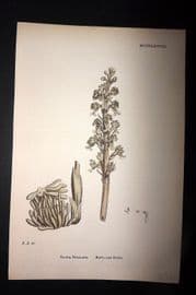 Sowerby 1869 Hand Col Botanical Print. Bird's Nest Orchis 1478