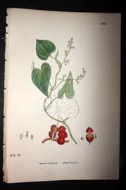 Sowerby 1869 Hand Col Botanical Print. Black Bryony 1508