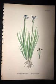 Sowerby 1869 Hand Col Botanical Print. Blue Sisyrinchium 1491
